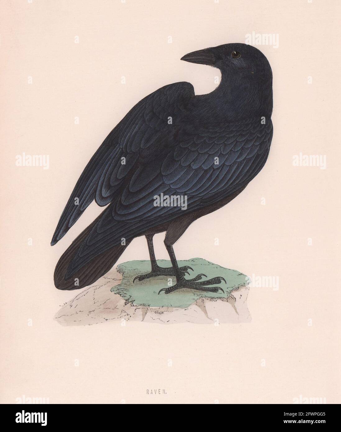 Corbeau. Morris's British Birds. Imprimé couleur antique 1870 vieux Banque D'Images