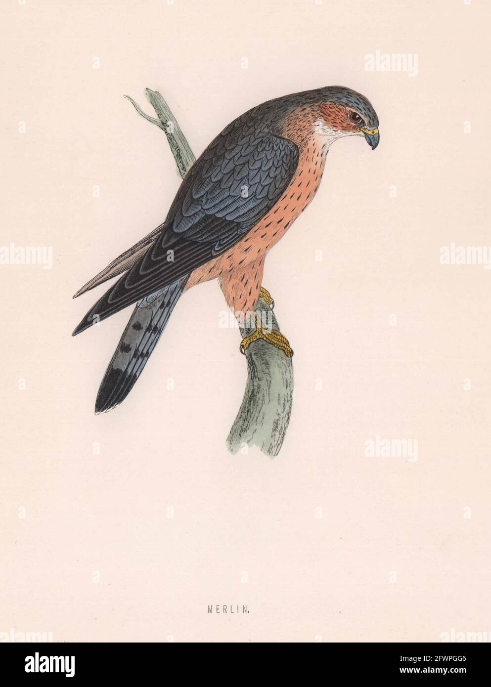 Merlin. Morris's British Birds. Imprimé couleur antique 1870 vieux Banque D'Images