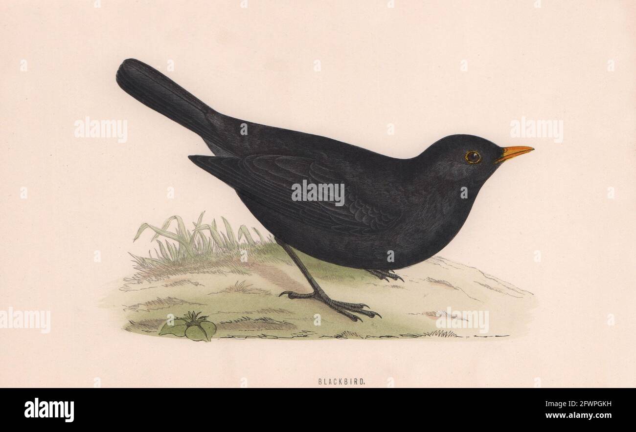 Blackbird. Morris's British Birds. Imprimé couleur antique 1870 vieux Banque D'Images