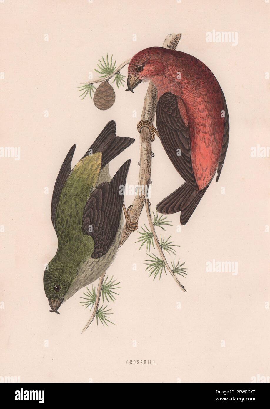 Crossbill. Morris's British Birds. Imprimé couleur antique 1870 vieux Banque D'Images