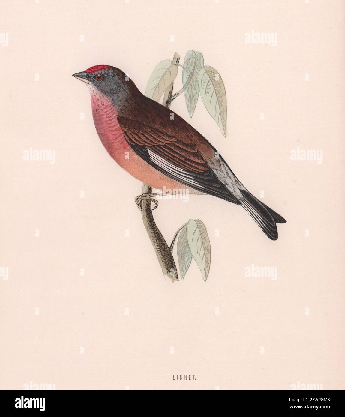 Linnet. Morris's British Birds. Imprimé couleur antique 1870 vieux Banque D'Images