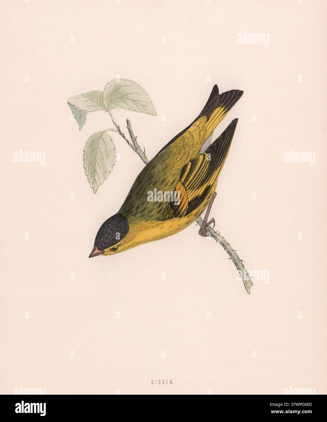 Siskin. Morris's British Birds. Imprimé couleur antique 1870 vieux Banque D'Images