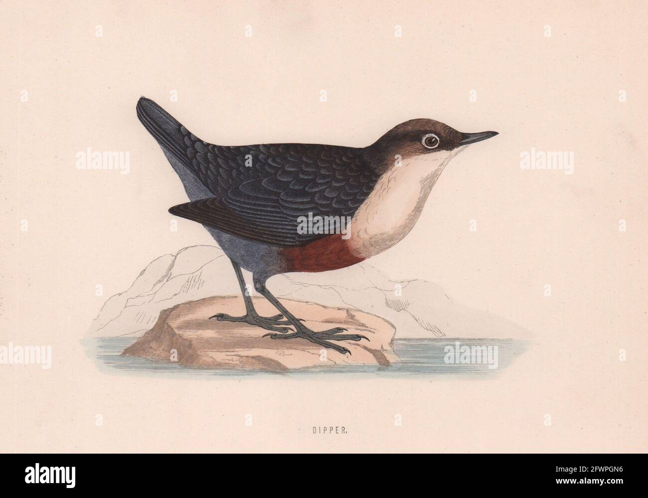 Balancier. Morris's British Birds. Imprimé couleur antique 1870 vieux Banque D'Images