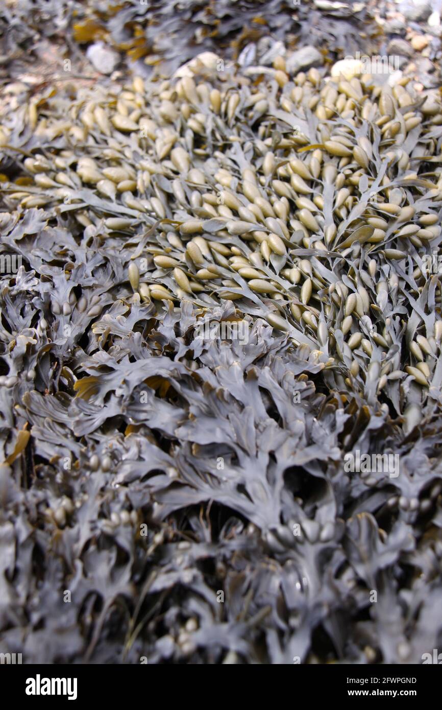 2 différents types d'algues comestibles de la mer Banque D'Images