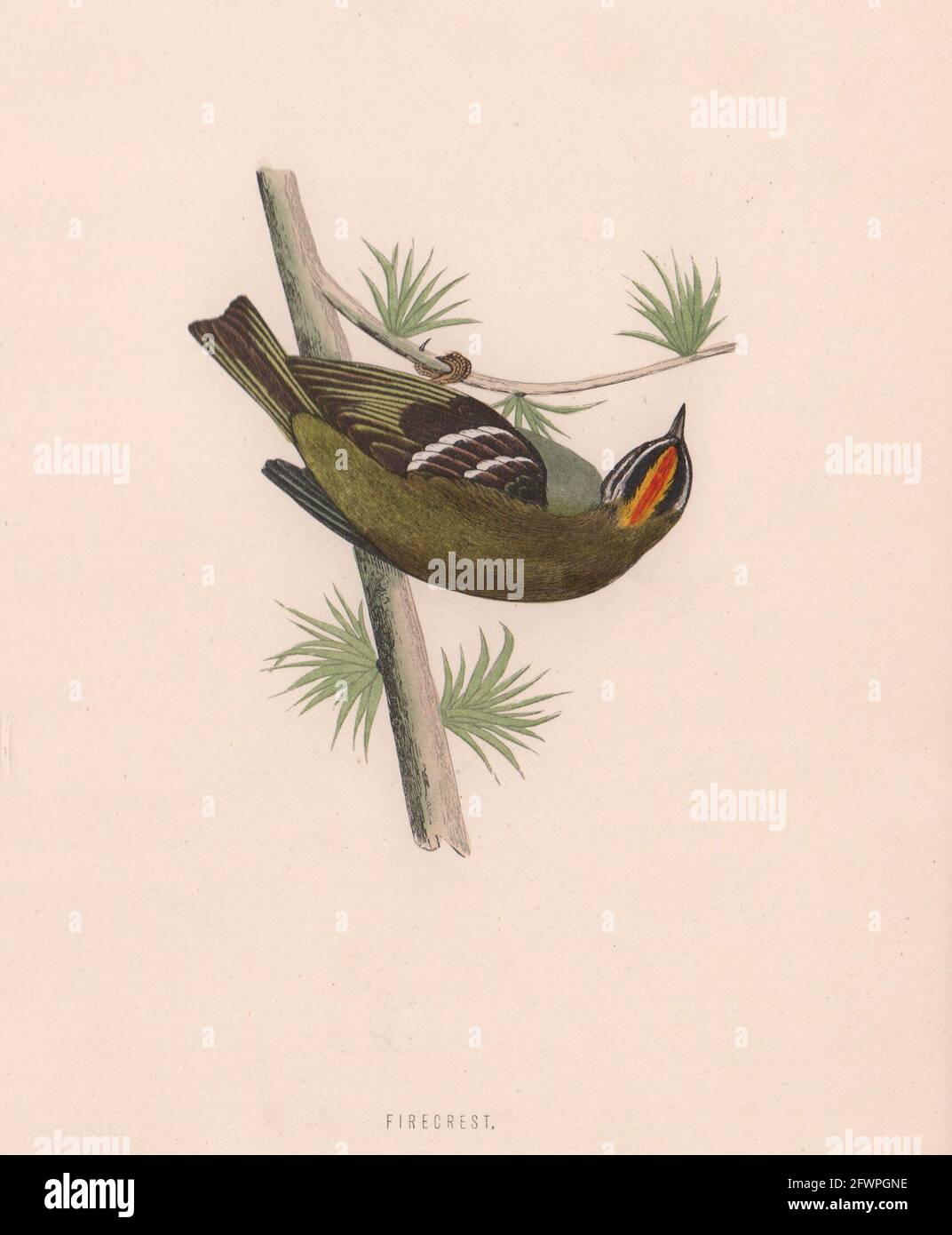 Firecrest. Morris's British Birds. Imprimé couleur antique 1870 vieux Banque D'Images