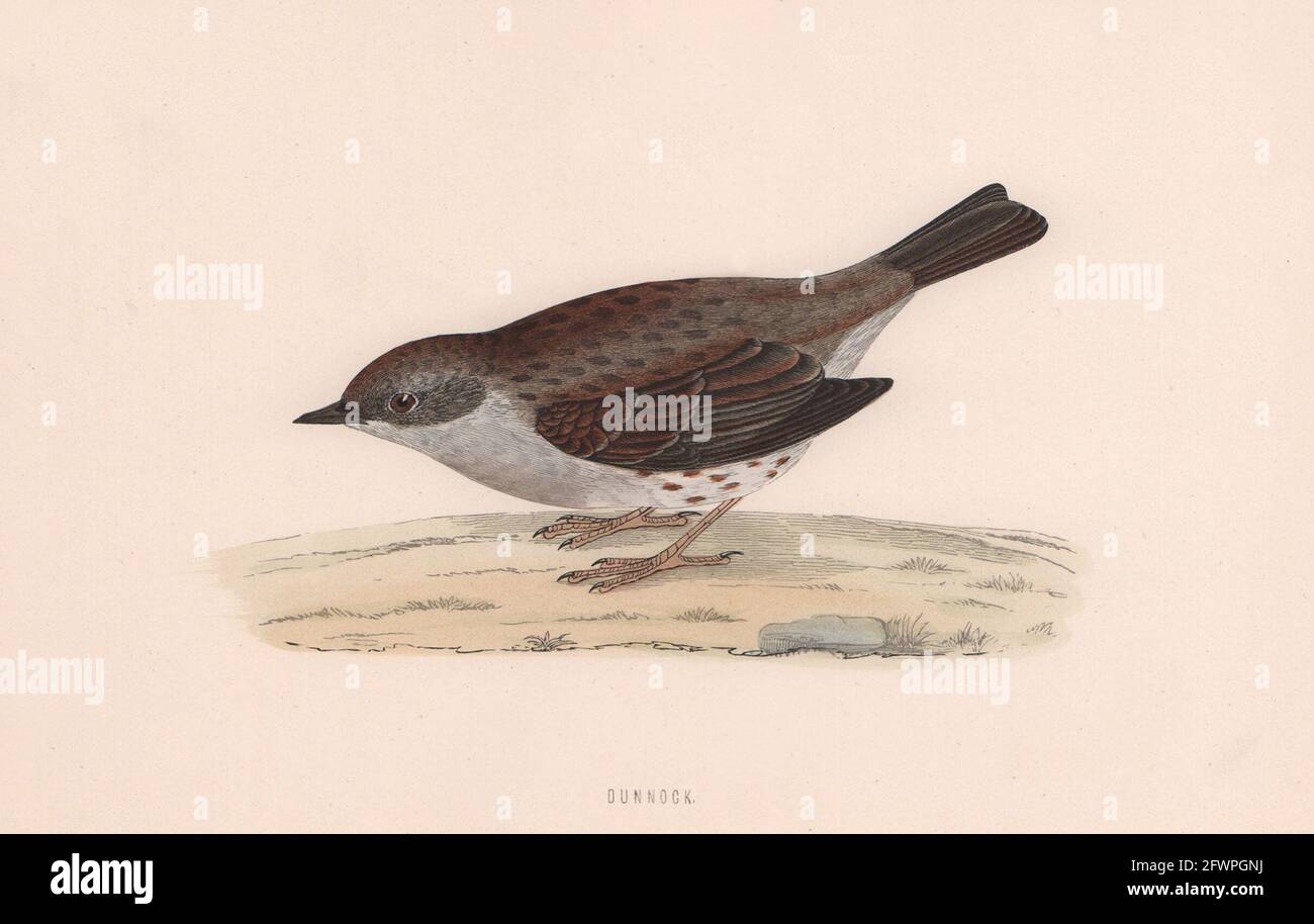 Dunnock. Morris's British Birds. Imprimé couleur antique 1870 vieux Banque D'Images