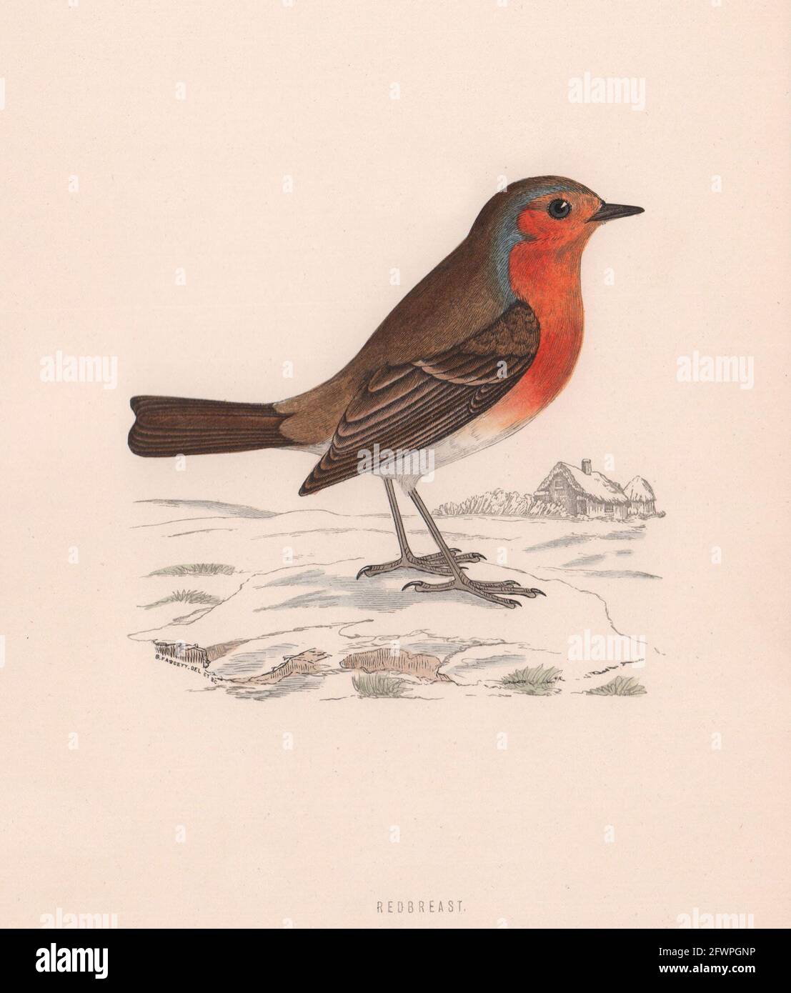 Rouge. Morris's British Birds. Imprimé couleur antique 1870 vieux Banque D'Images