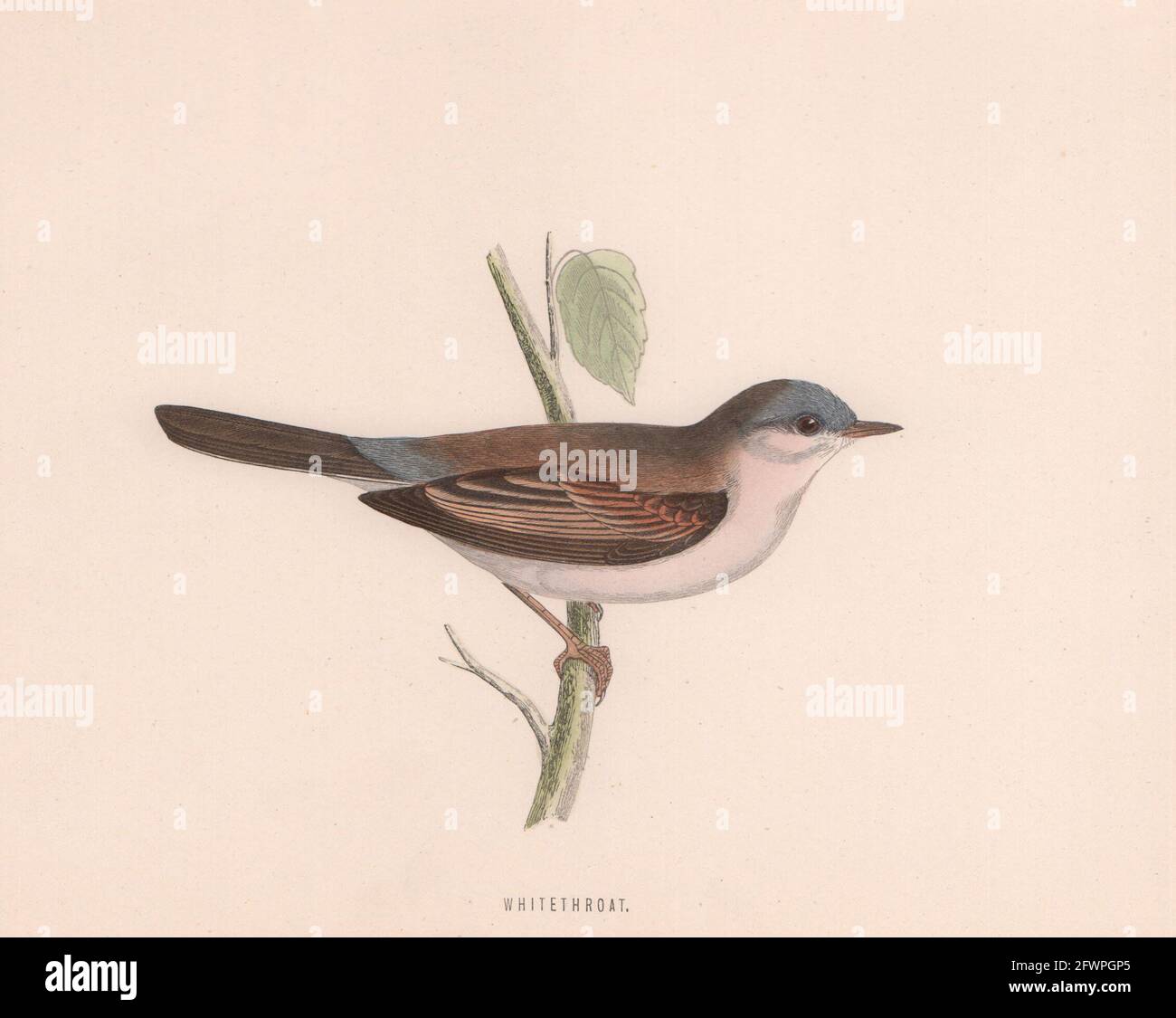 Whitethroat. Morris's British Birds. Imprimé couleur antique 1870 vieux Banque D'Images