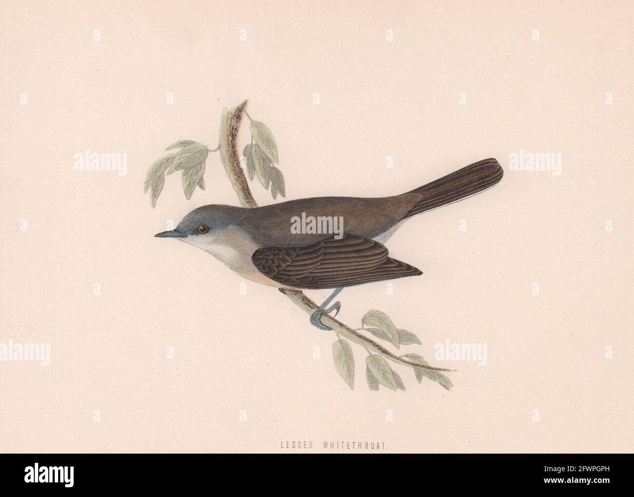 Petit Whitethroat. Morris's British Birds. Impression couleur antique 1870 Banque D'Images
