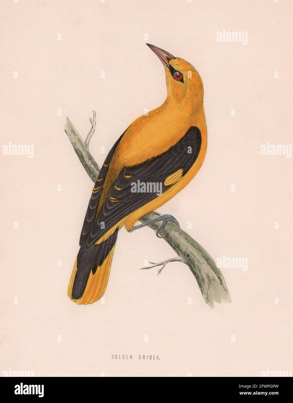 Oriole dorée. Morris's British Birds. Impression couleur antique 1870 Banque D'Images