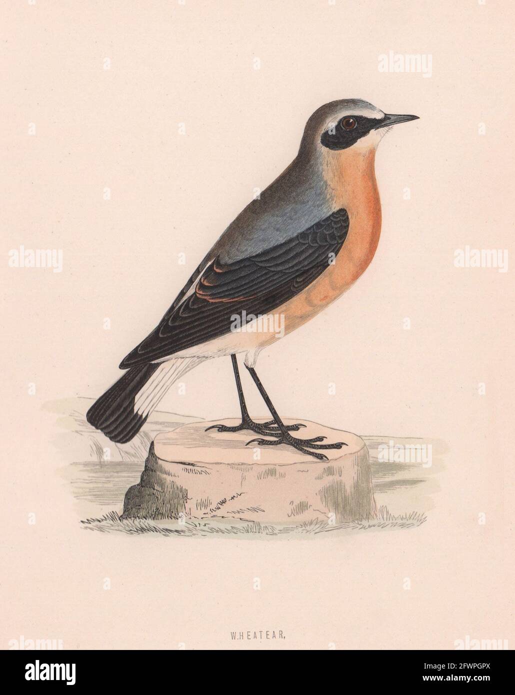 Wheawear. Morris's British Birds. Imprimé couleur antique 1870 vieux Banque D'Images
