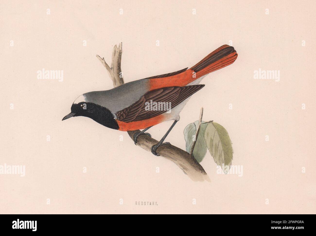 Recommencer. Morris's British Birds. Imprimé couleur antique 1870 vieux Banque D'Images