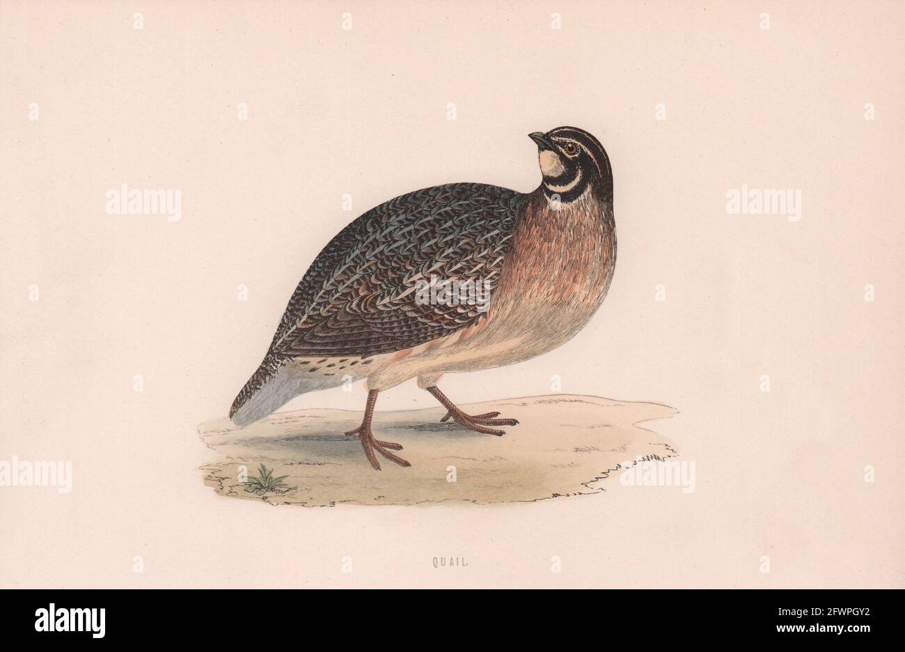 Caille. Morris's British Birds. Imprimé couleur antique 1870 vieux Banque D'Images