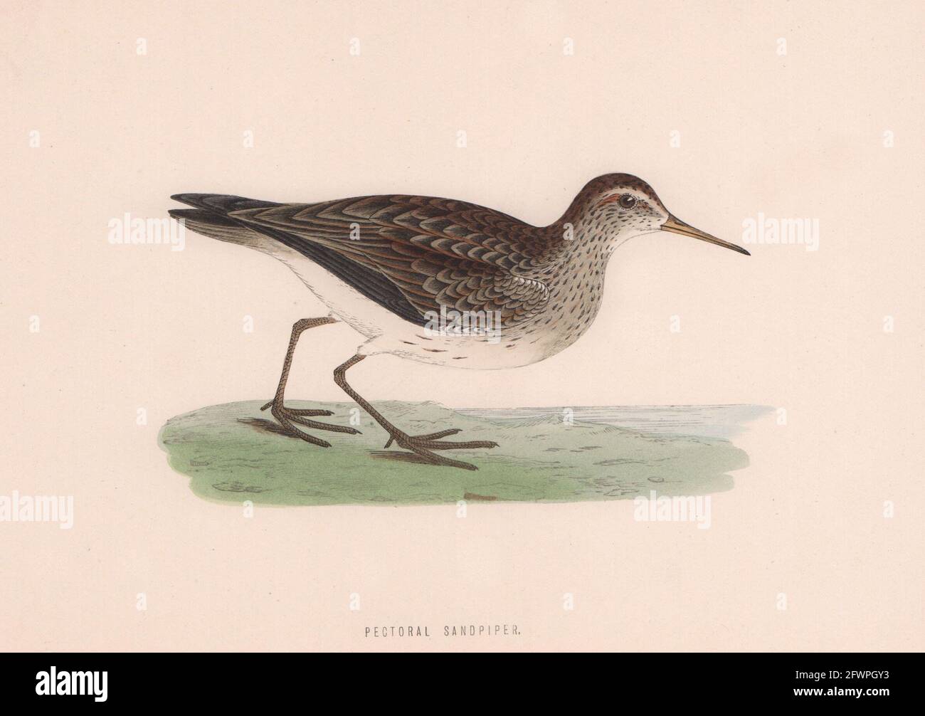 Sandpiper pectoral. Morris's British Birds. Impression couleur antique 1870 Banque D'Images