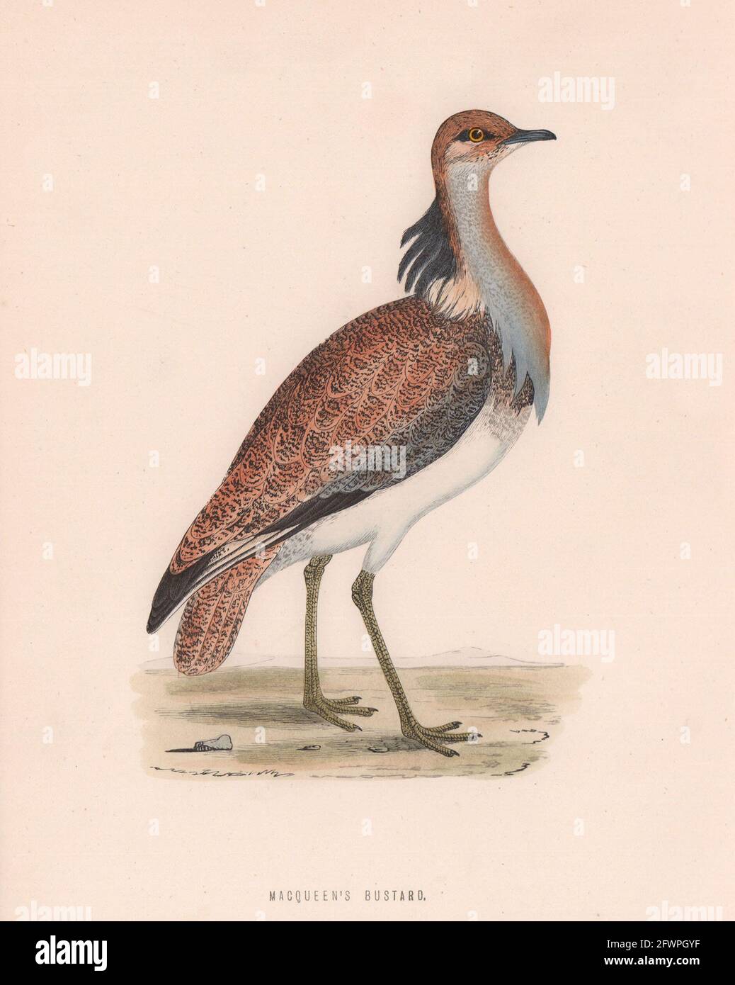 MacQueen's Bustard. Morris's British Birds. Impression couleur antique 1870 Banque D'Images