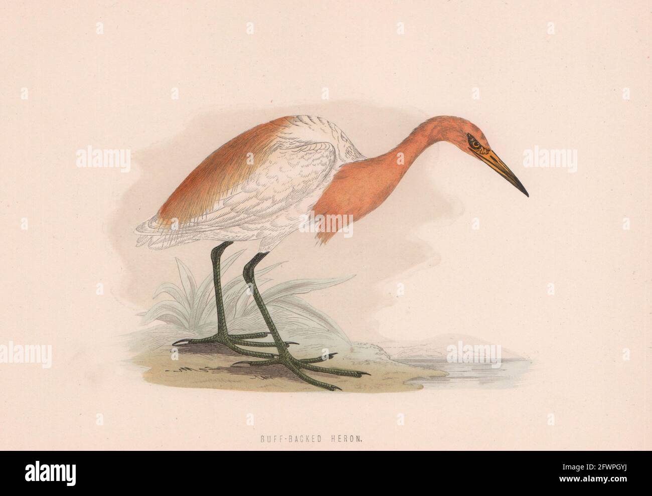 Heron à l'arrière-bouf. Morris's British Birds. Imprimé couleur antique 1870 vieux Banque D'Images