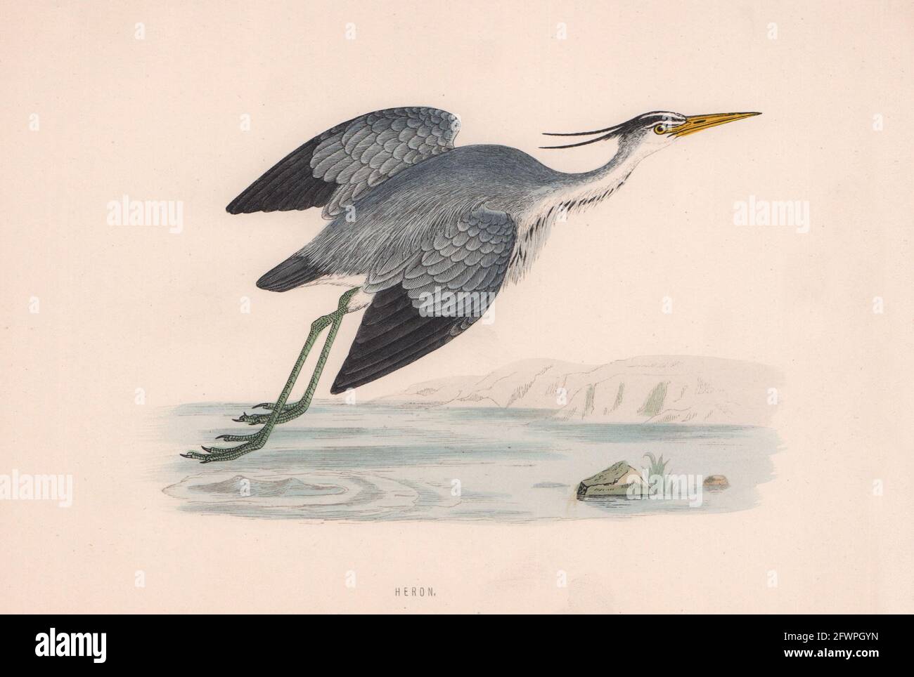 Heron. Morris's British Birds. Imprimé couleur antique 1870 vieux Banque D'Images