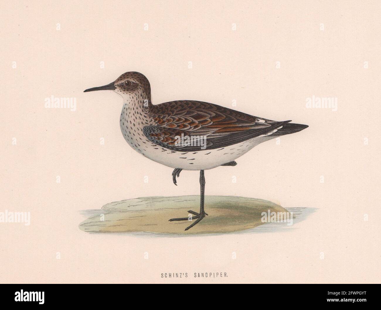 Sandpiper de Schinz. Morris's British Birds. Impression couleur antique 1870 Banque D'Images