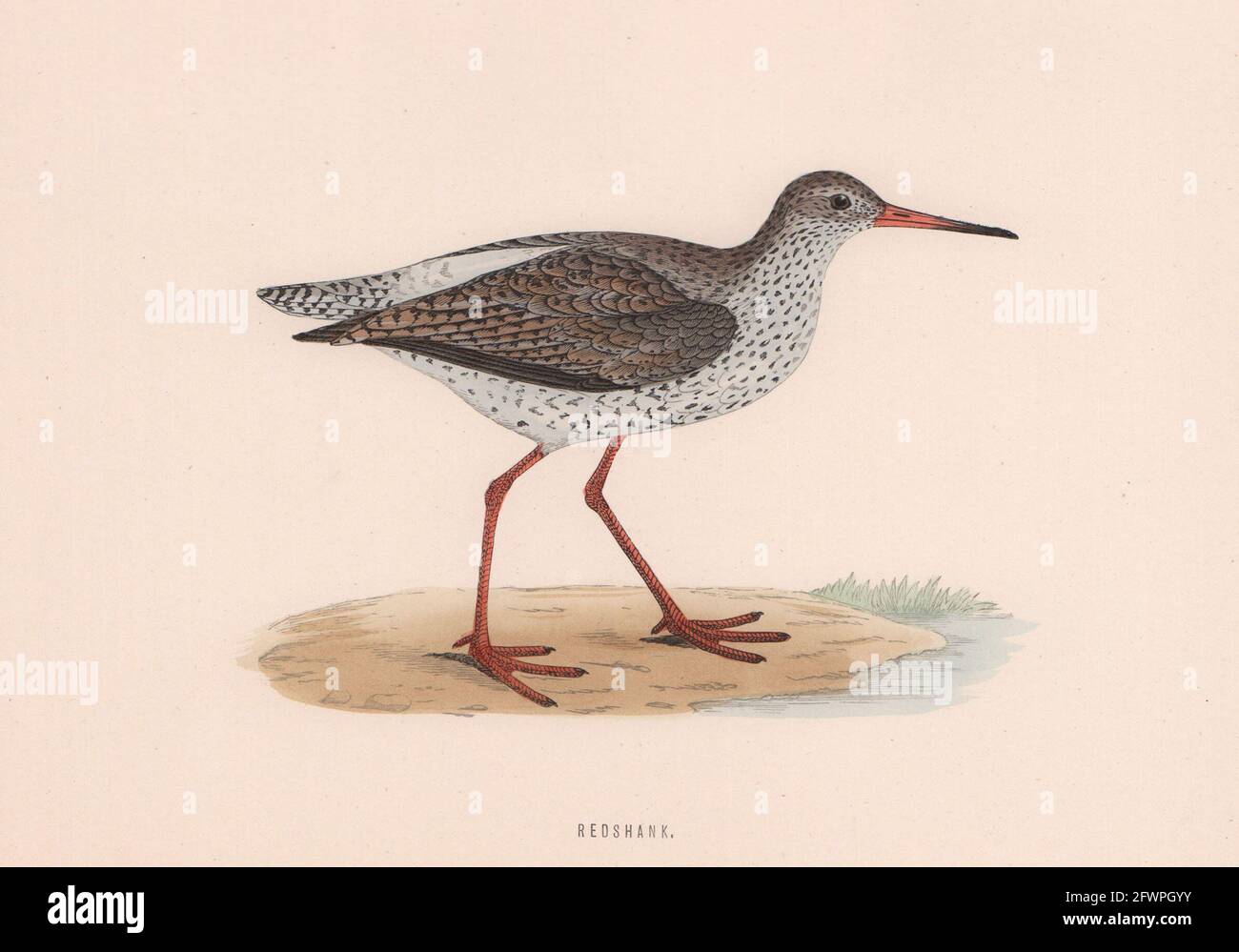 Queue de requeue. Morris's British Birds. Imprimé couleur antique 1870 vieux Banque D'Images