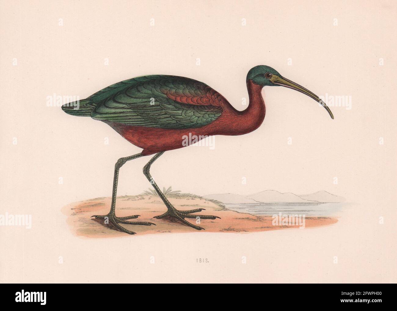 Ibis. Morris's British Birds. Imprimé couleur antique 1870 vieux Banque D'Images