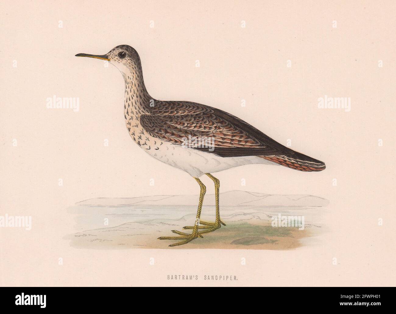 Sandpiper de Bartram. Morris's British Birds. Impression couleur antique 1870 Banque D'Images