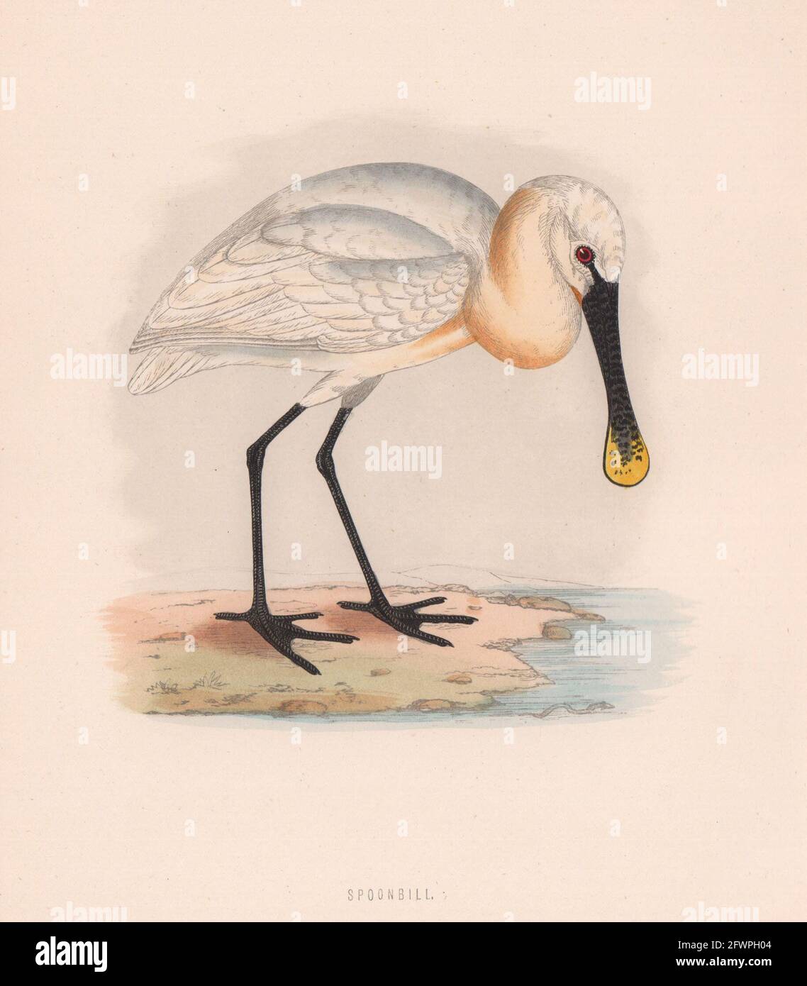 Bec-de-café. Morris's British Birds. Imprimé couleur antique 1870 vieux Banque D'Images