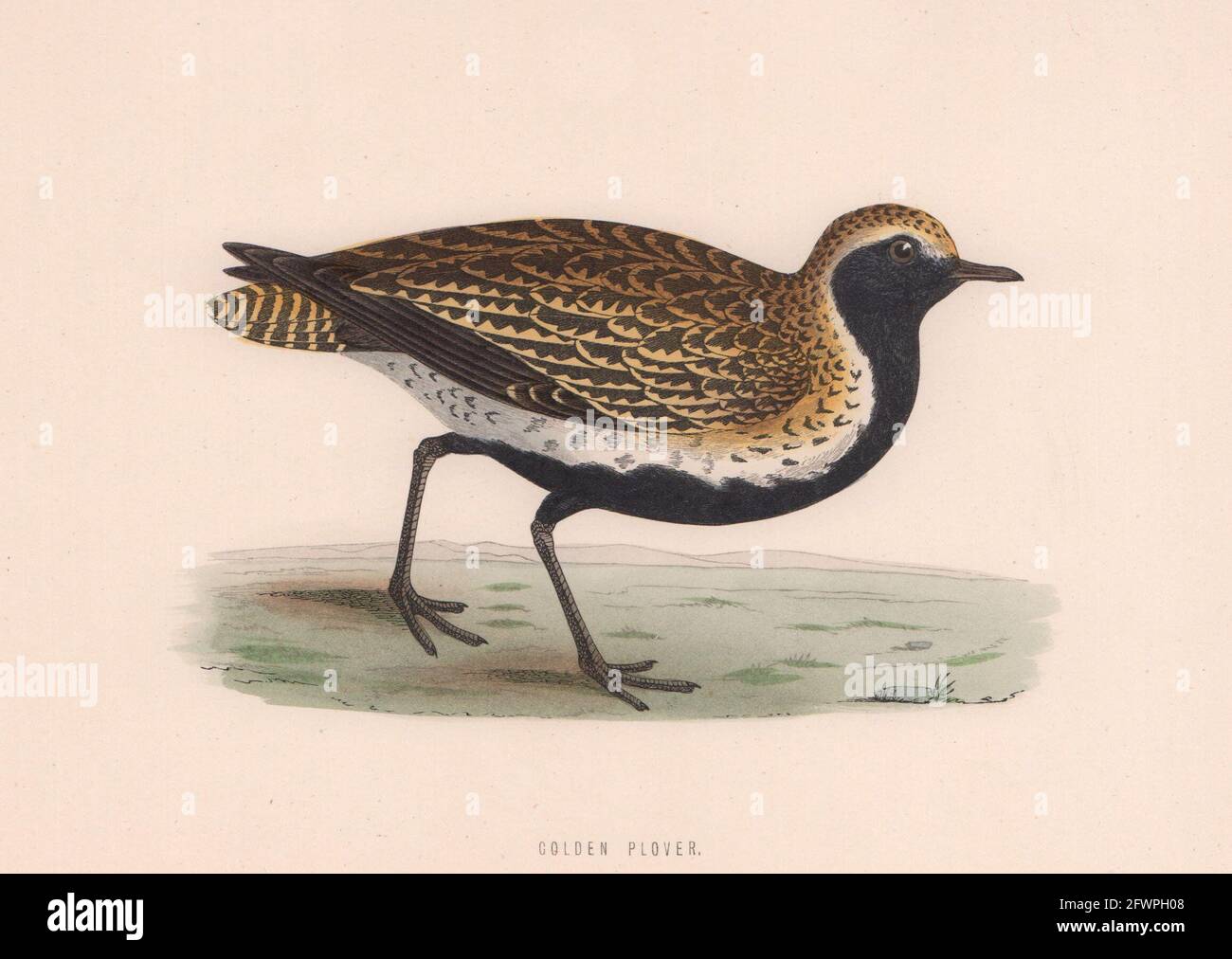Pluvier doré. Morris's British Birds. Impression couleur antique 1870 Banque D'Images