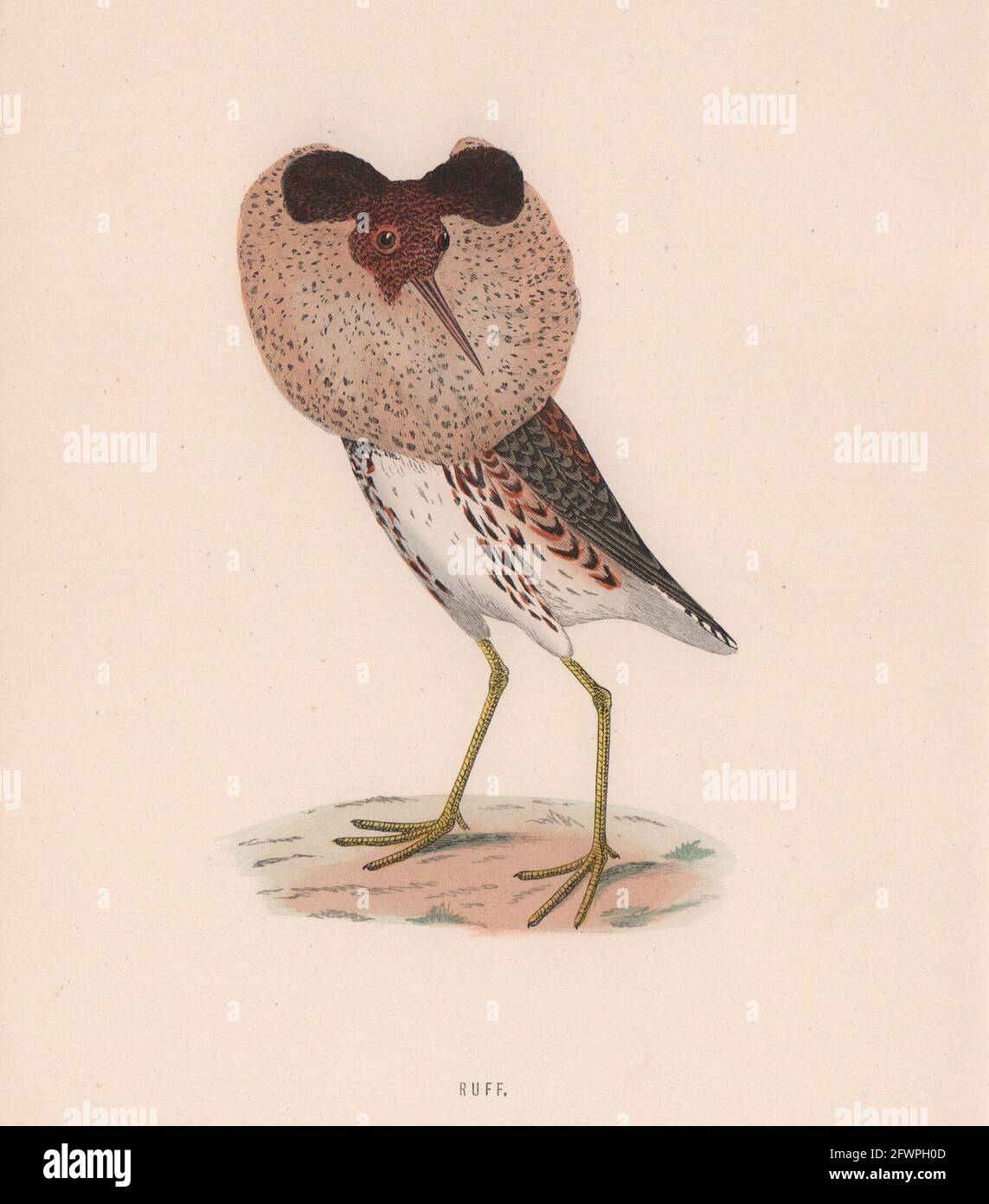 Ruff. Morris's British Birds. Imprimé couleur antique 1870 vieux Banque D'Images