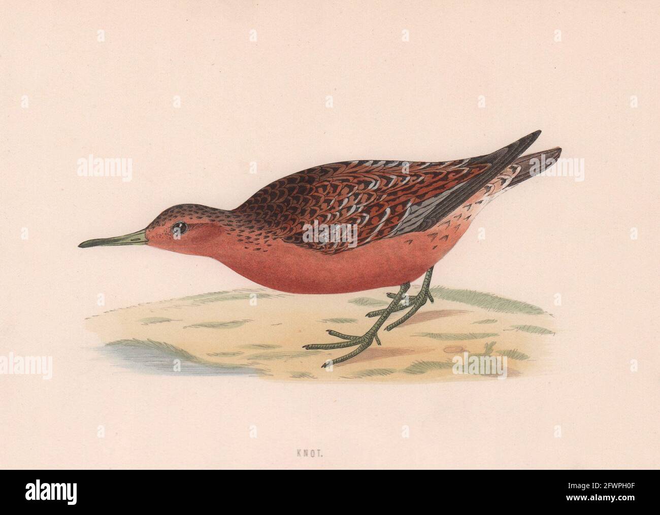 Nœud. Morris's British Birds. Imprimé couleur antique 1870 vieux Banque D'Images