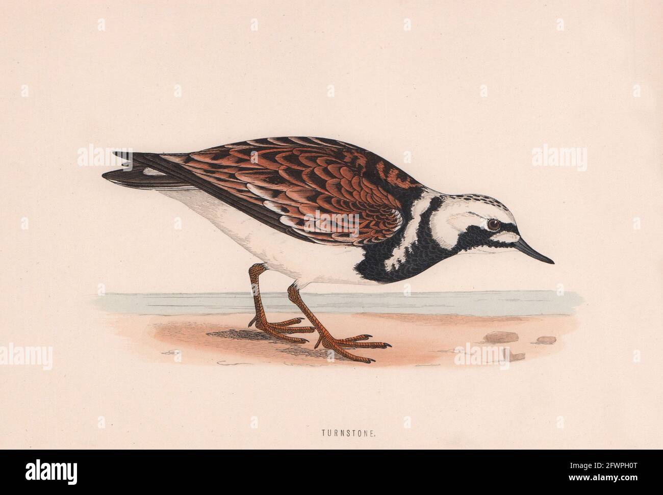 Pierre à aiguiser. Morris's British Birds. Imprimé couleur antique 1870 vieux Banque D'Images