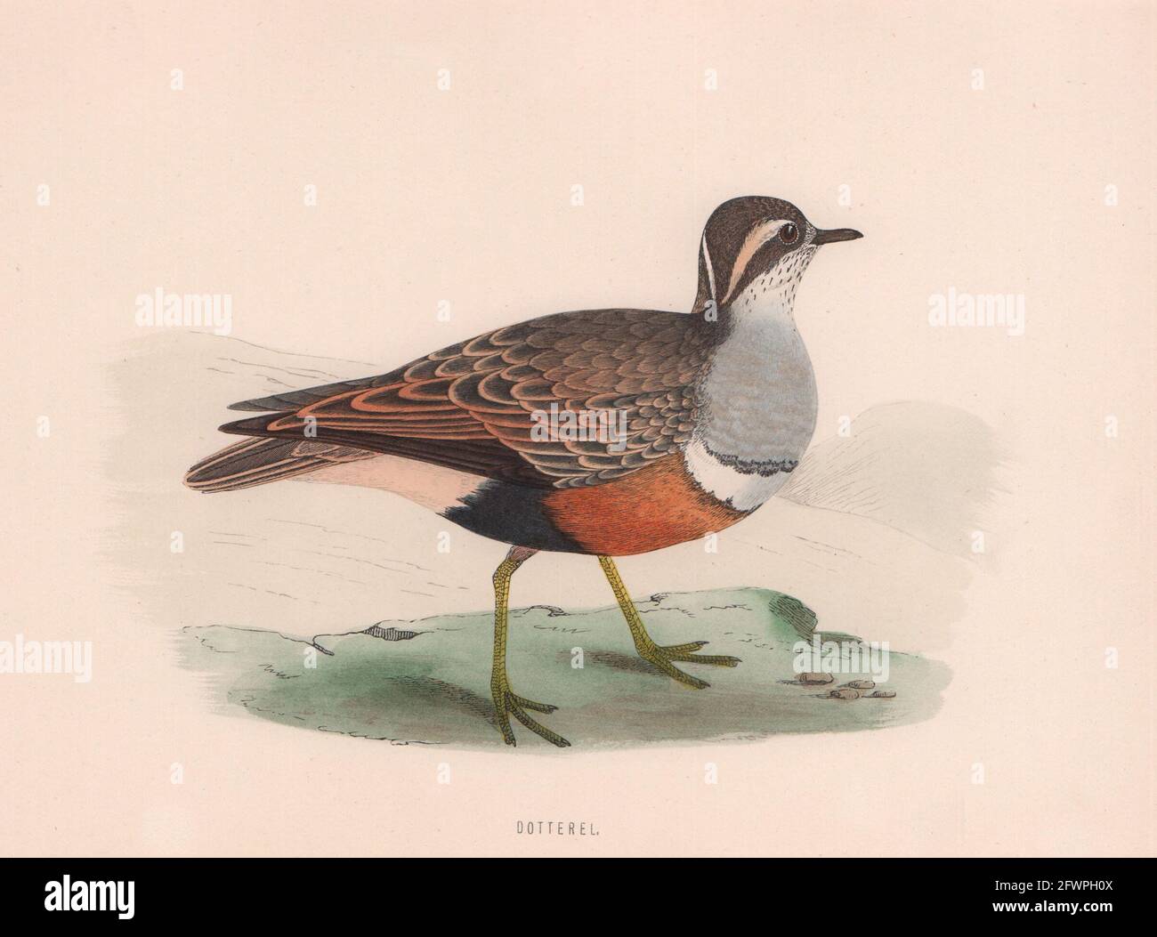 Dotterel. Morris's British Birds. Imprimé couleur antique 1870 vieux Banque D'Images