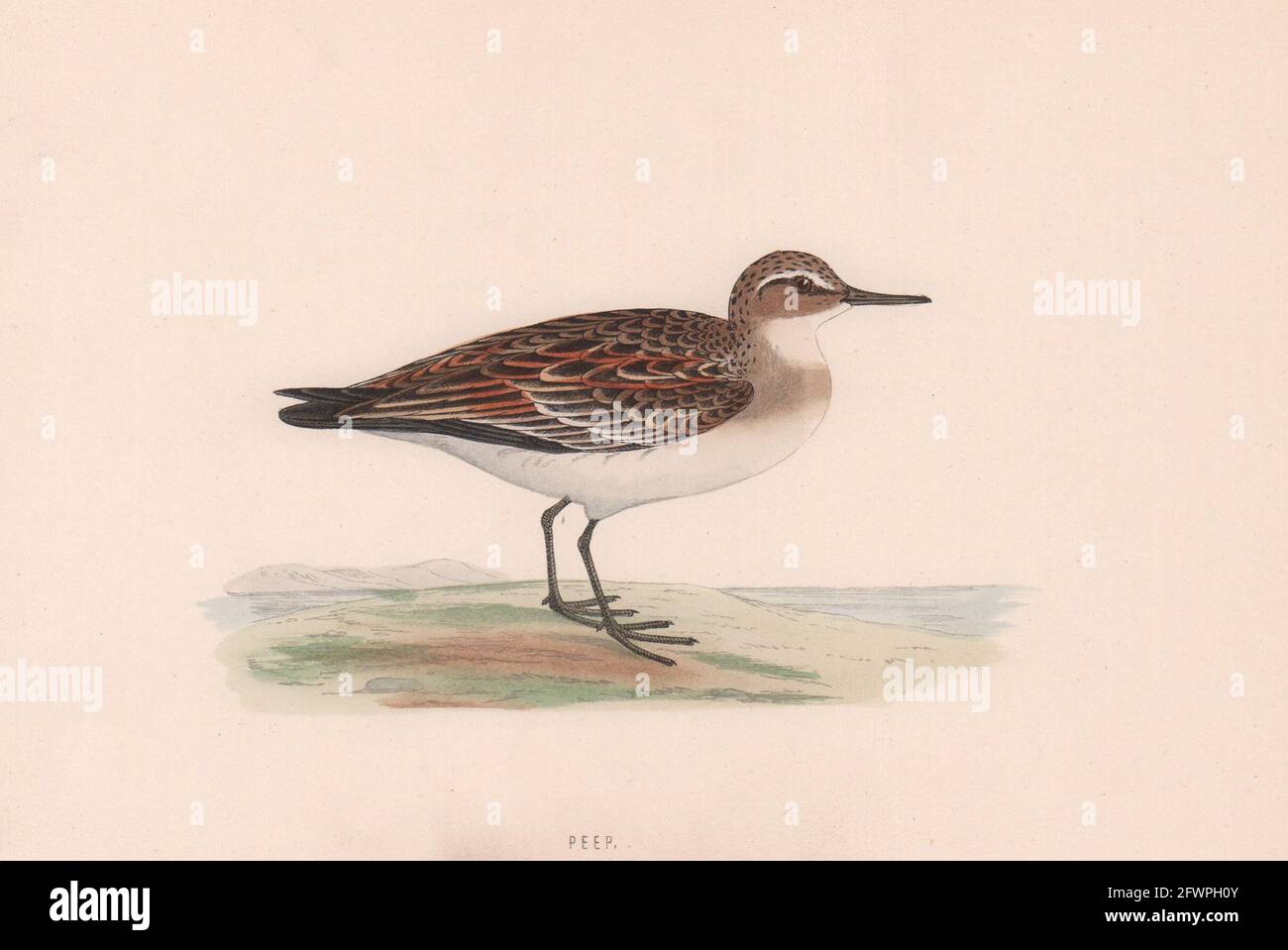 PEP. Morris's British Birds. Imprimé couleur antique 1870 vieux Banque D'Images