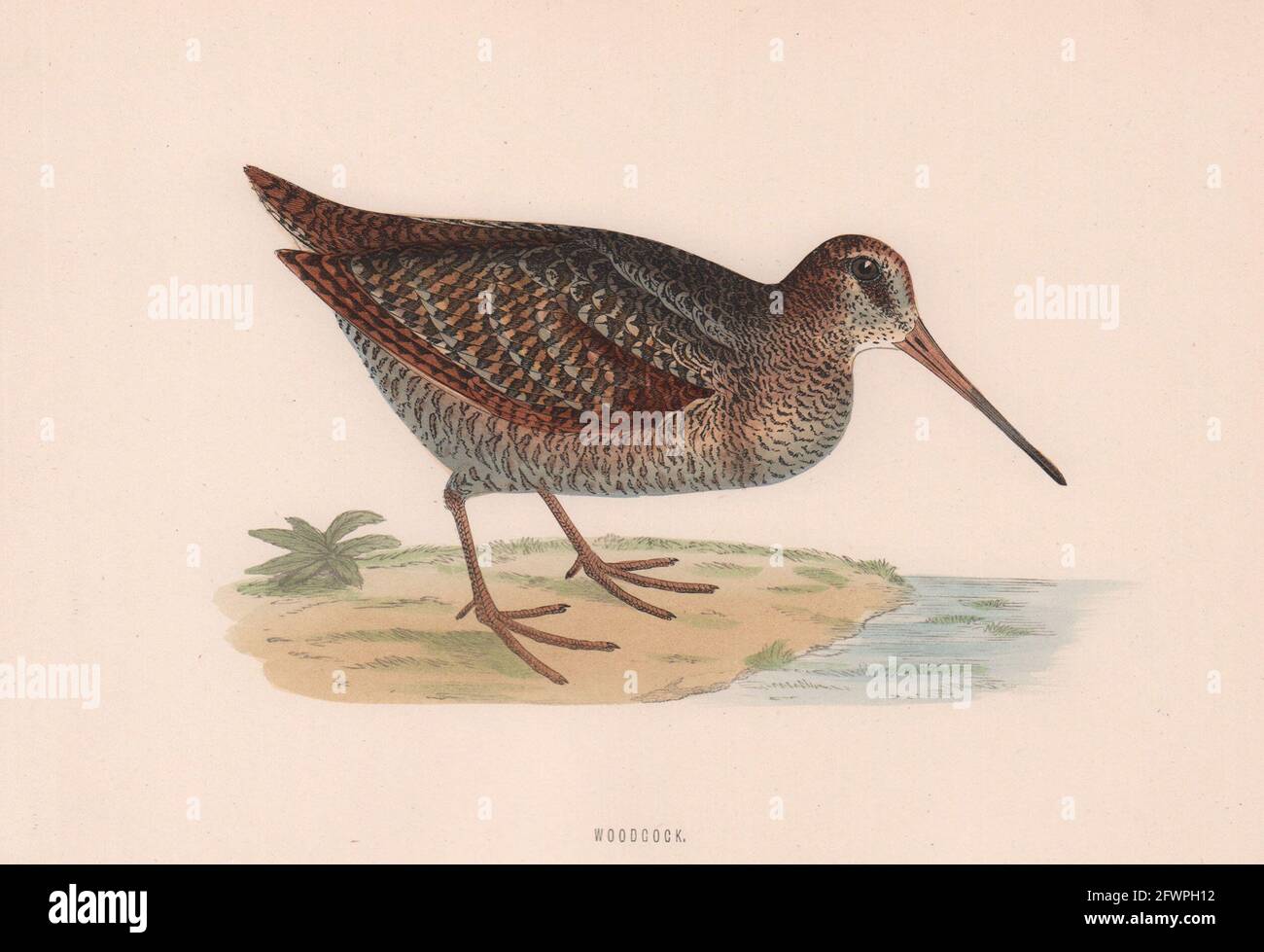 Woodcock. Morris's British Birds. Imprimé couleur antique 1870 vieux Banque D'Images