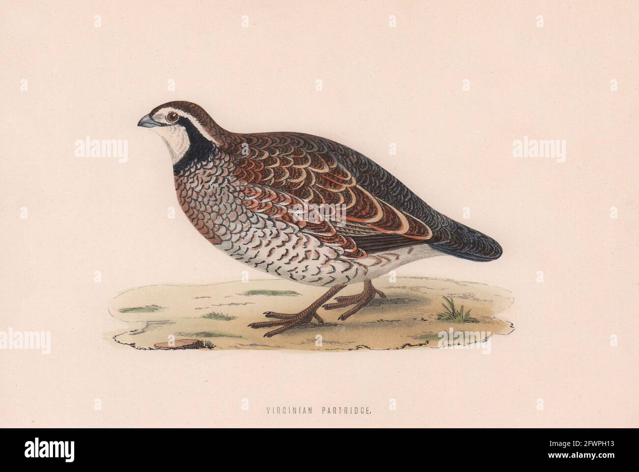 Perdrix de Virginie. Morris's British Birds. Impression couleur antique 1870 Banque D'Images