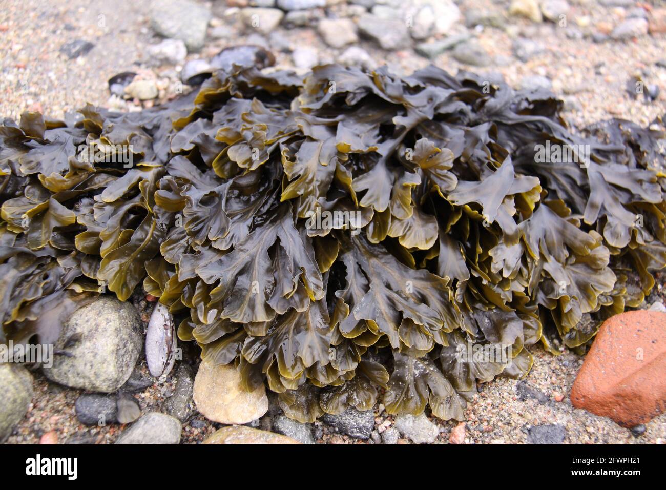bouquet d'algues lavées à terre sur une plage de sable Banque D'Images