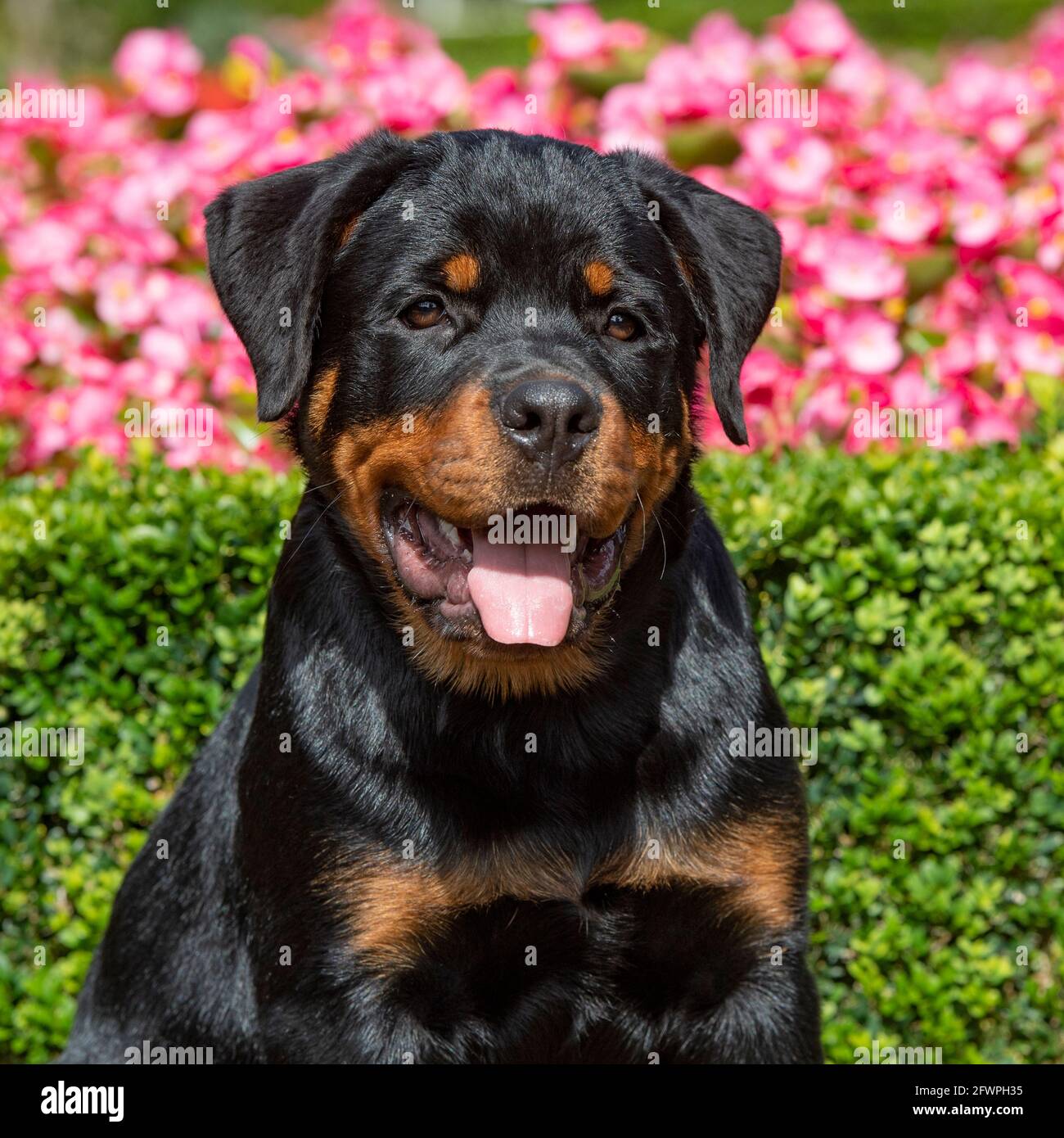 Chiot rottweiler Banque de photographies et d’images à haute résolution