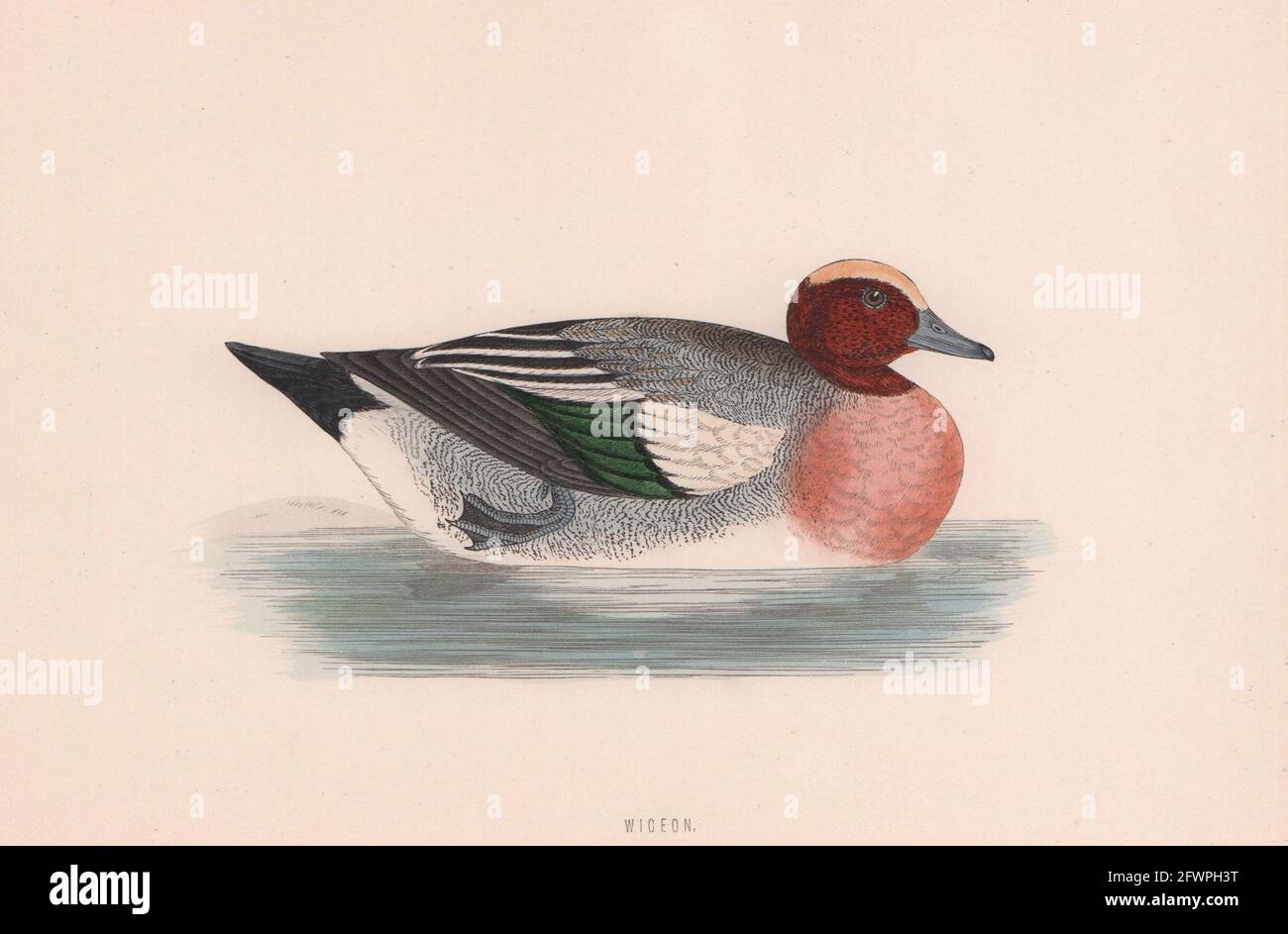 Wigeon. Morris's British Birds. Imprimé couleur antique 1870 vieux Banque D'Images