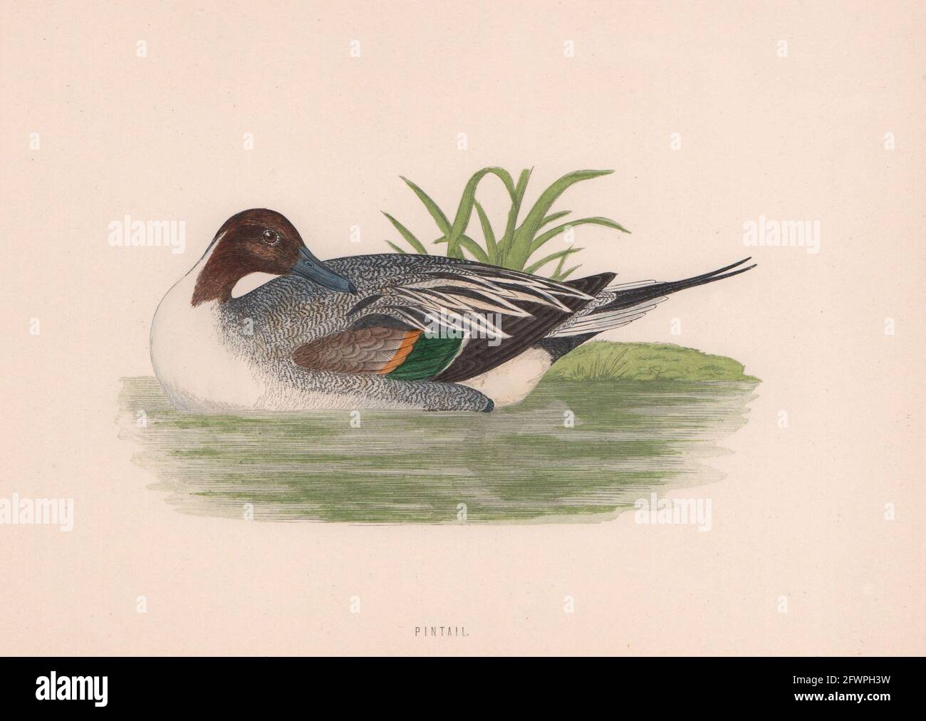 Queue d'broche. Morris's British Birds. Imprimé couleur antique 1870 vieux Banque D'Images