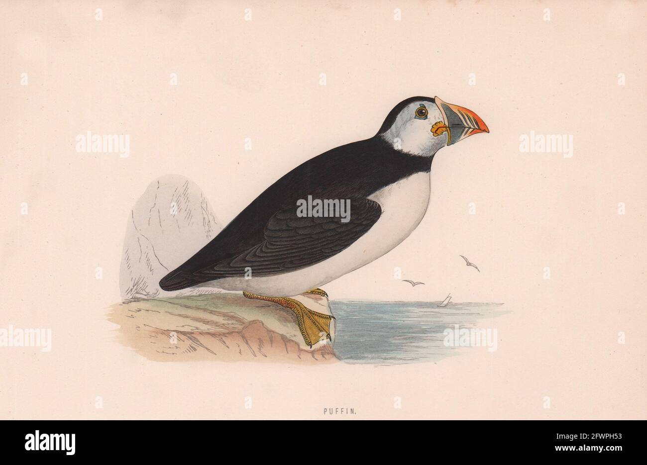 Puffin. Morris's British Birds. Imprimé couleur antique 1870 vieux Banque D'Images