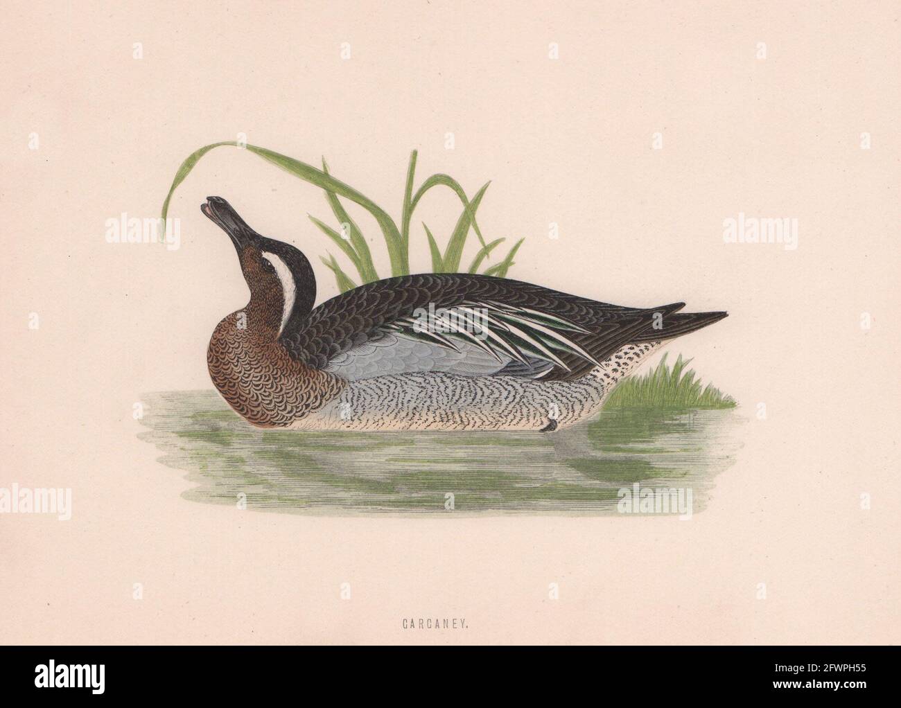 Garganey. Morris's British Birds. Imprimé couleur antique 1870 vieux Banque D'Images