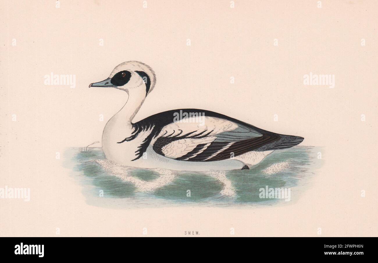 SMEW. Morris's British Birds. Imprimé couleur antique 1870 vieux Banque D'Images