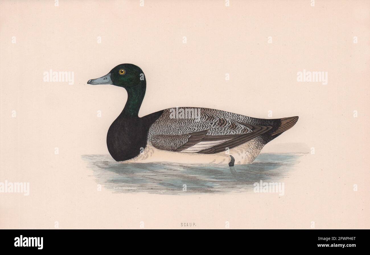 Shaup. Morris's British Birds. Imprimé couleur antique 1870 vieux Banque D'Images