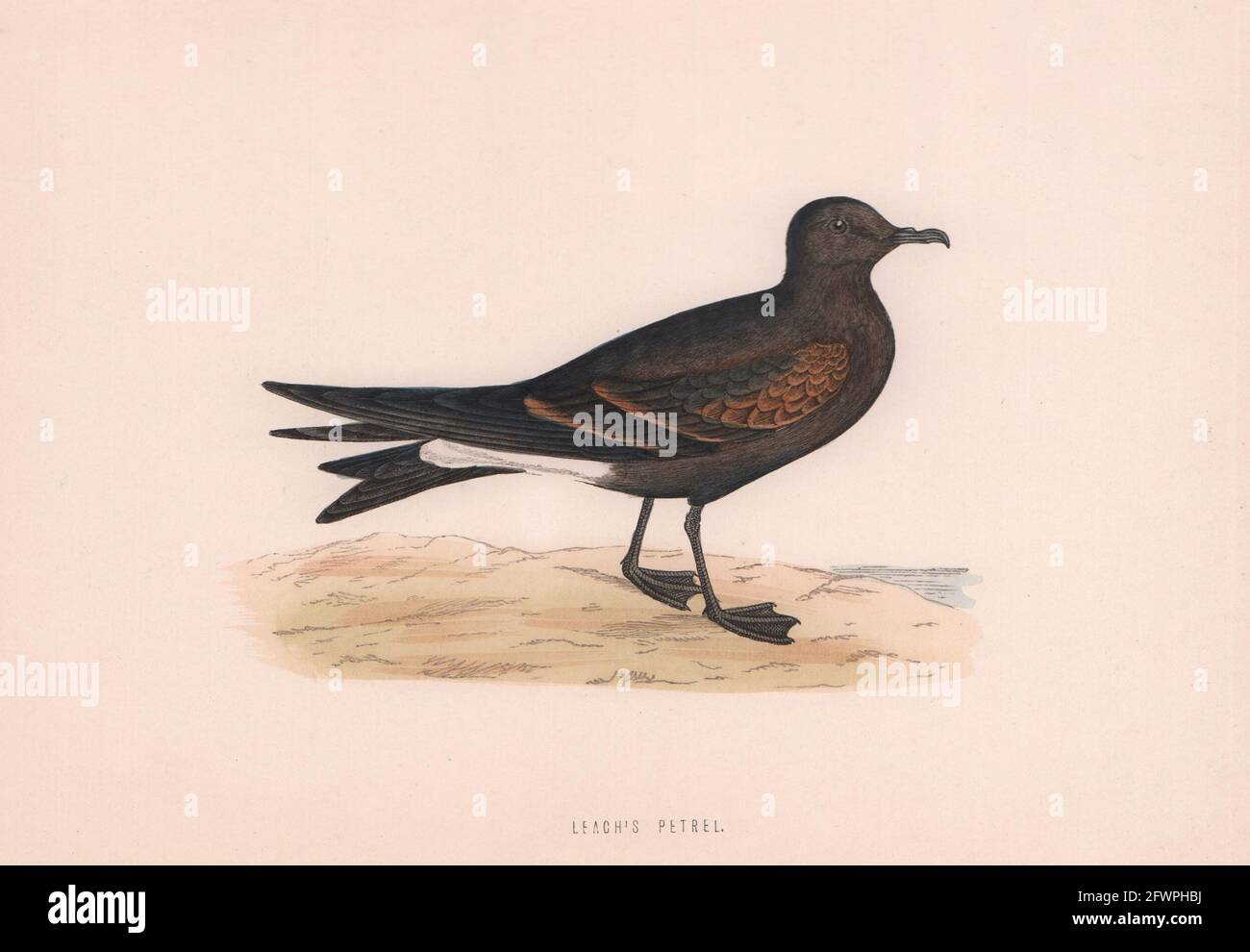 Petrel de Leach. Morris's British Birds. Imprimé couleur antique 1870 vieux Banque D'Images