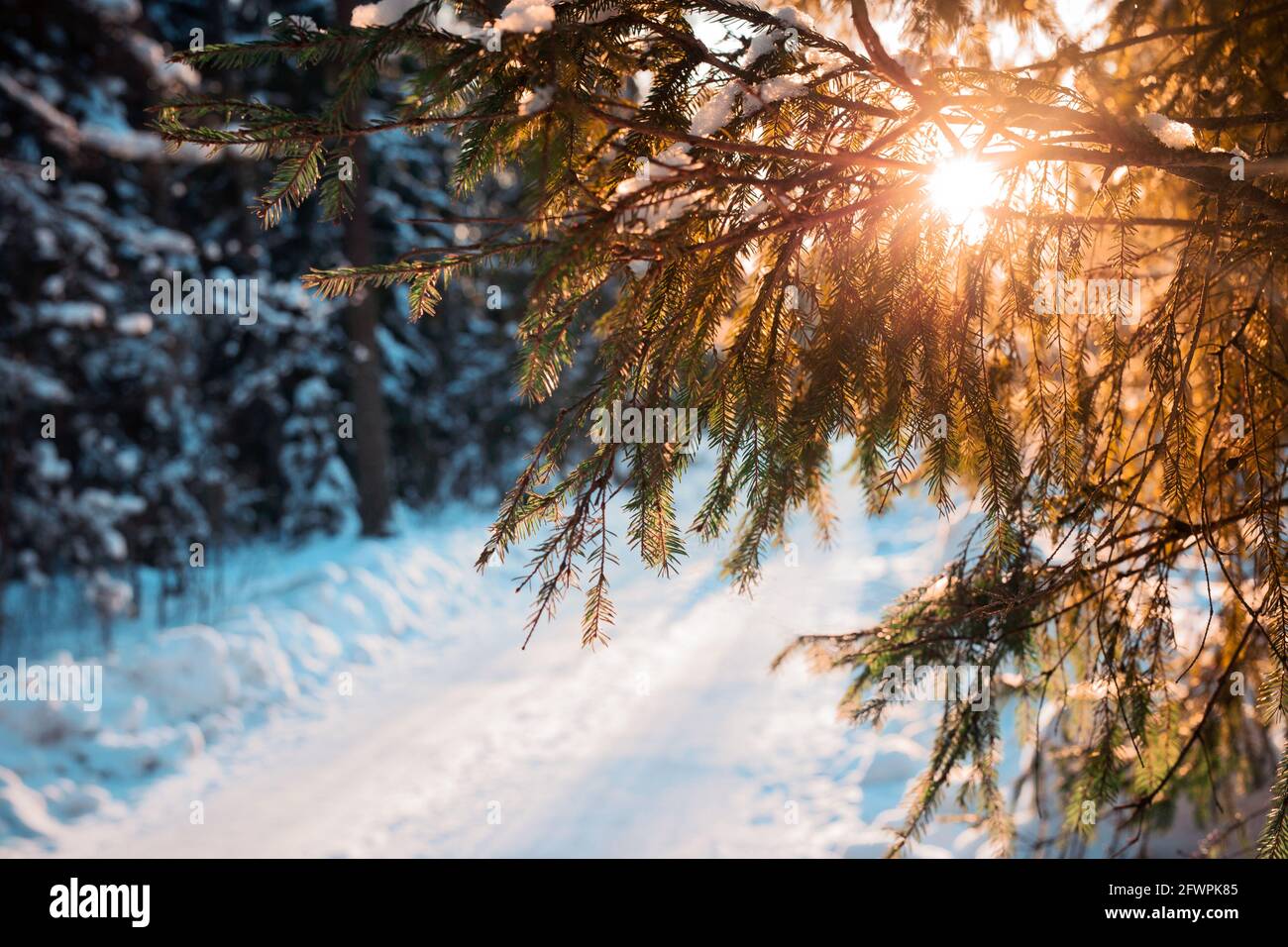 Une branche d'un sapin qui brille dans la lumière du soleil dans la forêt d'hiver, la route de neige dans une forêt de pins, scène d'hiver, paysage d'hiver, Banque D'Images