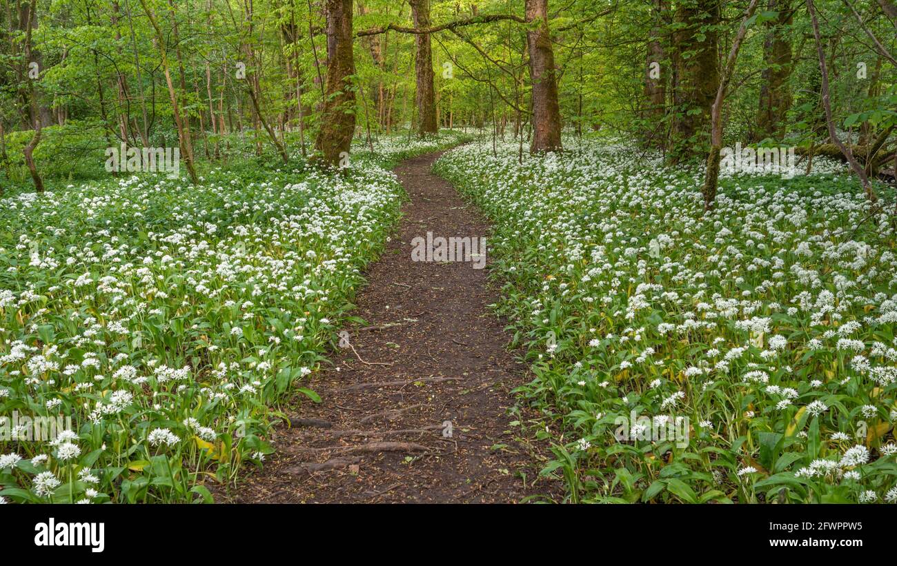 Sentier forestier à travers la floraison d'ail sauvage dans les bois de printemps dans Écosse Banque D'Images