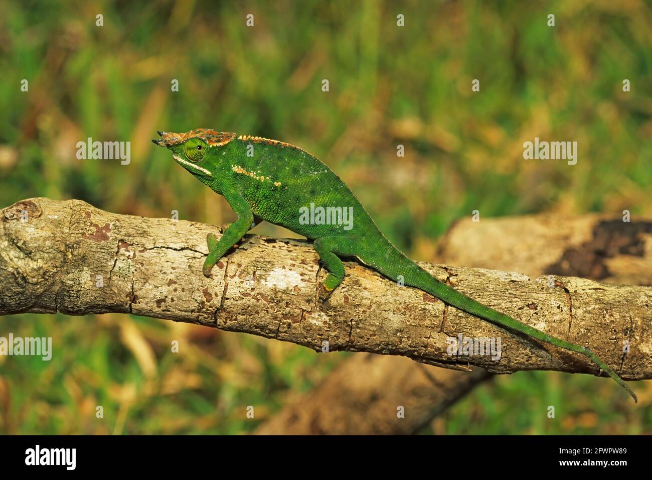 Couvert Chameleon Furcifer willsii Madagascar RE000129 Photo Stock - Alamy