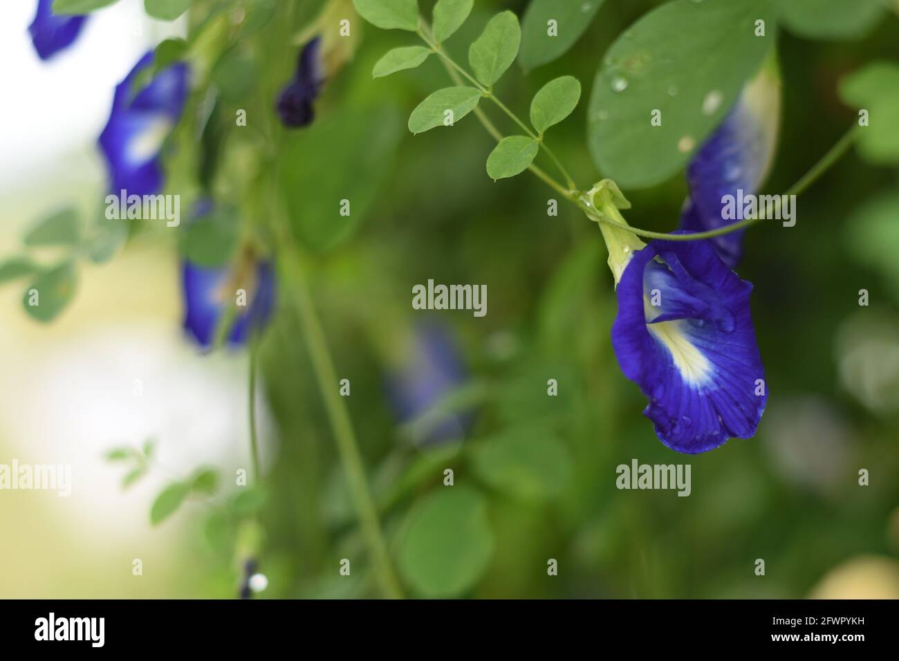 Fleurs de pigeons asiatiques humides (Clitoria ternatea) Banque D'Images