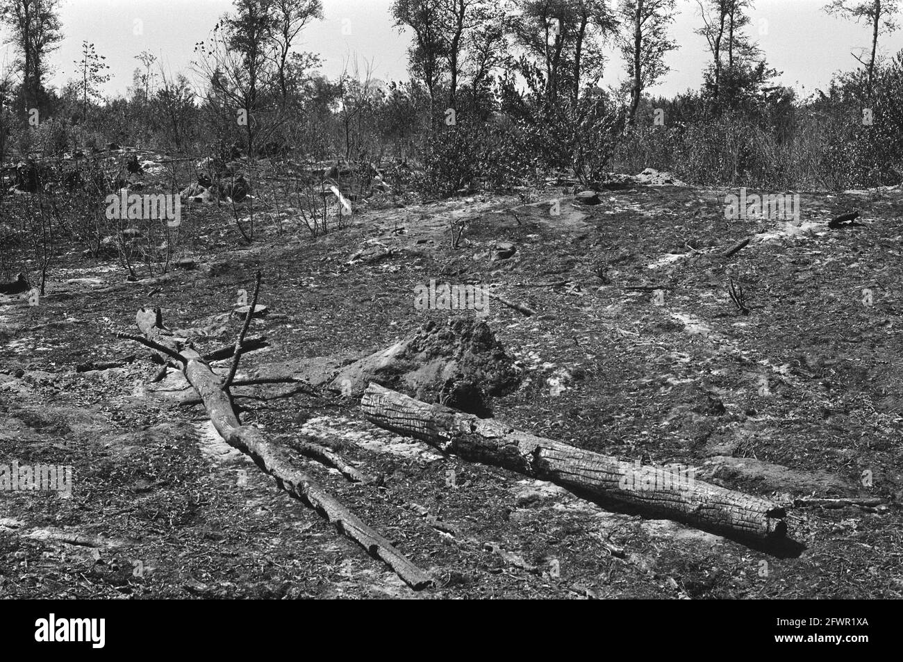 Après le feu de forêt près d'Arnhem, brûlé et noirci 2 x, 8 juillet 1976, feux de forêt, pays-Bas, agence de presse du xxe siècle photo, nouvelles à retenir, documentaire, photographie historique 1945-1990, histoires visuelles, L'histoire humaine du XXe siècle, immortaliser des moments dans le temps Banque D'Images