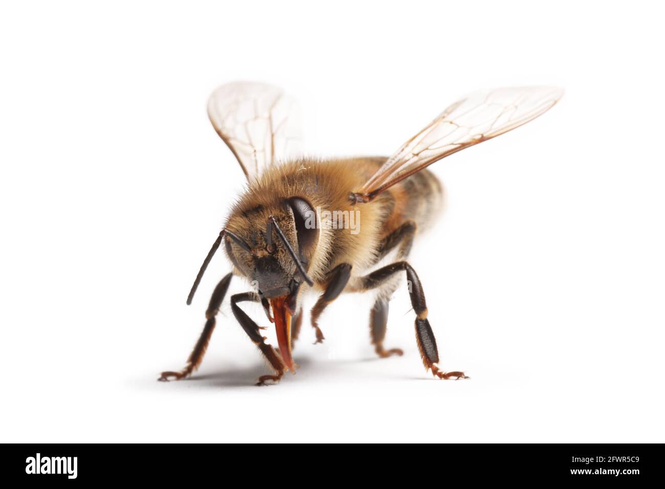 abeille isolée sur fond blanc, macro, insecte Banque D'Images