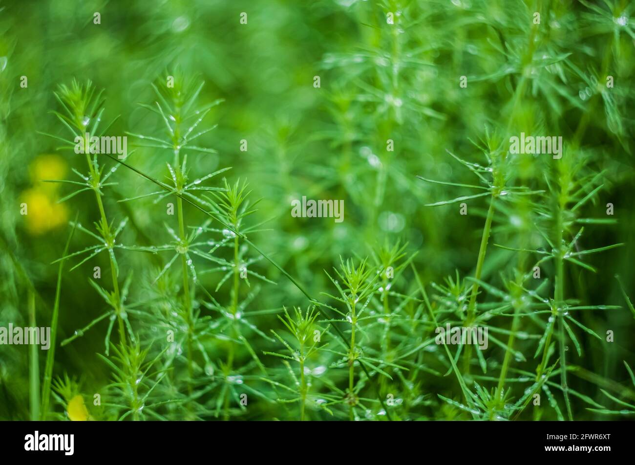 La rosée macro tombe sur la toile d'araignée. Gros plan une goutte d'eau avec bokeh étincelant sur fond vert flou. Image artistique abstraite. Banque D'Images